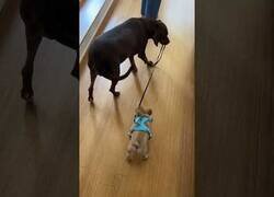 Enlace a Un perro paseando a otro perro