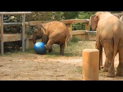 Bebé elefante pierde su pelota