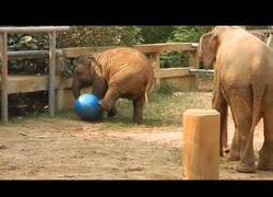 Enlace a Bebé elefante pierde su pelota