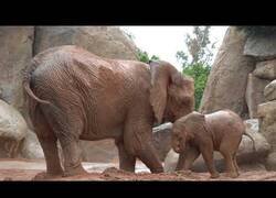 Enlace a Elefante bebé jugando bajo la lluvia