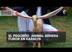 Enlace a Simba, la cabra pakistaní con las orejas más largas del mundo