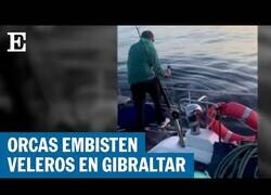 Enlace a Un grupo de orcas atacan un velero en el Estrecho de Gibraltar