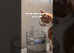 Enlace a El gato que bebía con bluetooth