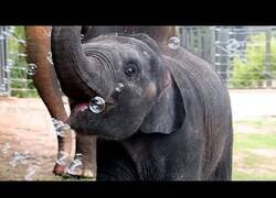 Enlace a Elefante bebé juega con burbujas de jabón