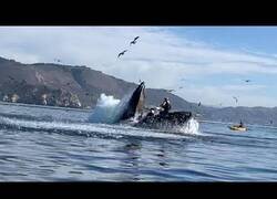Enlace a Una ballena se traga y luego escupe a dos turistas en kayak