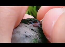 Enlace a Extrayendo una garrapata del ojo de un colibrí
