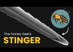 Enlace a ¿Cómo funciona el aguijón de abeja?