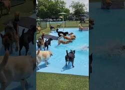 Enlace a Día de piscina con los perros