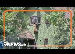 Enlace a Un oso se cuela por la ventana en una casa de Colorado