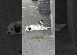 Enlace a Gato da masaje a un perro en mitad de la calle