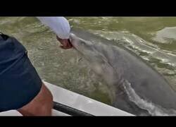 Enlace a Mordido por un tiburón tras lavarse las manos en las aguas del Parque Nacional de los Everglades, Florida