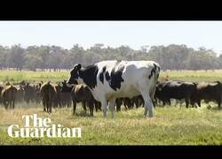 Enlace a Knickers, la vaca gigante de 1.400 kilos