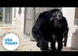 Enlace a La reacción de estos chimpancés de laboratorio al ver la luz del sol por primera vez