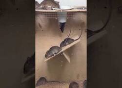 Enlace a Ingeniosa trampa casera para ratas