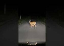 Enlace a Mamá ciervo se queda quieta en mitad de la carretera para amamantar a sus crías