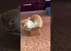 Enlace a Gato intenta meterse dentro de una pequeña caja