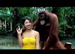 Enlace a Este oranguntán sabe muy bien lo que quiere