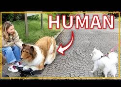 Enlace a Japonés que se identifica como perro se pasea por la calle con su disfraz de Collie hecho a medida