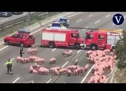 Enlace a Cerdos invaden la AP-7 tras un choque del camión que los transportaba