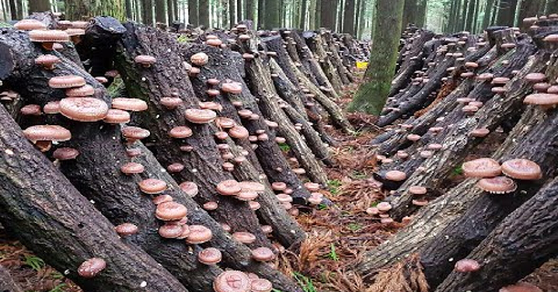¡No tengo tele! / Así se cultivan hongos en Japón