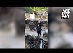 Enlace a Este oso de un zoo de China parece un humano disfrazado
