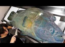 Enlace a Preparando sushi cortando un pez de 60 kilos