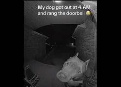 Enlace a Un perro toca el timbre para que le abran la puerta