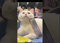 Enlace a ¿Quién dijo que los gatos eran inútiles?