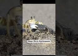Enlace a Impactantes imágenes de un cangrejo secuestrando a una tortuga