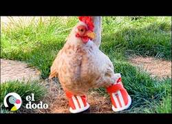 Enlace a El pollo que aprendió a caminar con botas