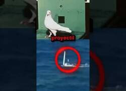 Enlace a La paloma que hundió un barco con un misil