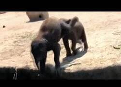 Enlace a Bebé elefante empuja a su hermano al agua