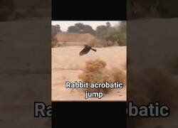 Enlace a Increíble conejo acrobático esquiva un águila que quería cazarlo