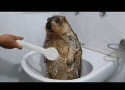 Enlace a Bañando a una marmota