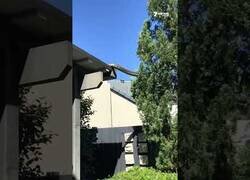 Enlace a Pitón gigante se mueve de un tejado a un árbol en Australia