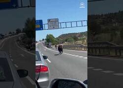 Enlace a Toros sueltos en una carretera de Buñol, Valencia tras accidentarse el camión que los transportaba