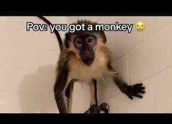 Enlace a POV: Tienes un mono de mascota