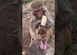 Enlace a Mono le quita las hebras al plátano antes de comérselo