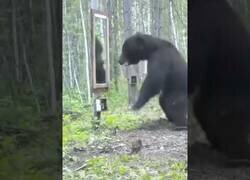 Enlace a La reacción de este oso al ver su reflejo en el espejo