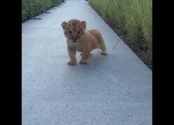 Enlace a Bebé león practica sus primeros rugidos
