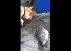 Enlace a Perro intenta salvar un pez tirándole agua