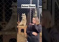 Enlace a Descubre el increíble baile del mapache