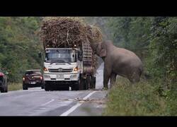 Enlace a El elefante que para a los camiones para robarles comida