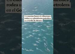 Enlace a Enorme banco de tiburones rodea una plataforma petrolera en el Golfo de México