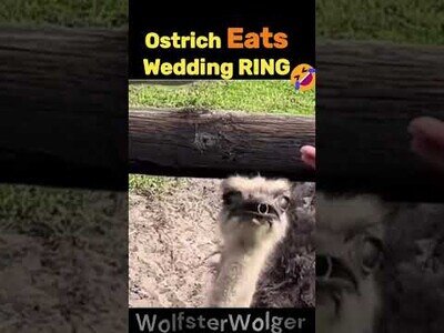 Cuando un avestruz se traga tu anillo de matrimonio