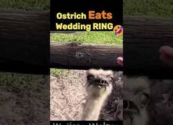 Enlace a Cuando un avestruz se traga tu anillo de matrimonio