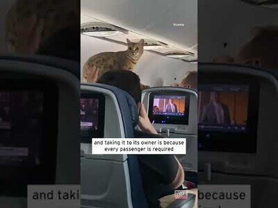 Un gato anda suelto por el avión