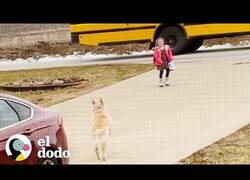 Enlace a Este perro acompaña a una niña al autobús escolar todos los días