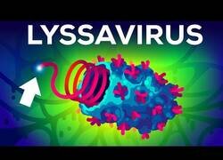 Enlace a El virus más mortal de la Tierra