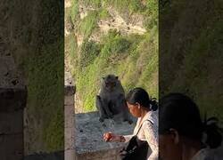 Enlace a Mujer negocia con un mono para recuperar su teléfono